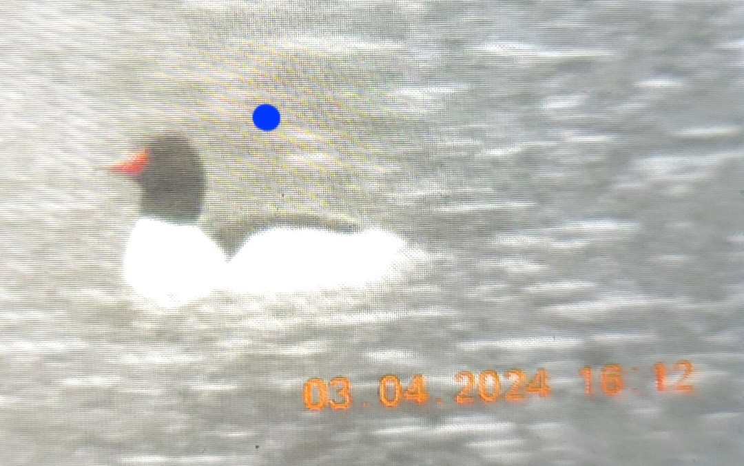 Common Merganser (North American) - ML615647087