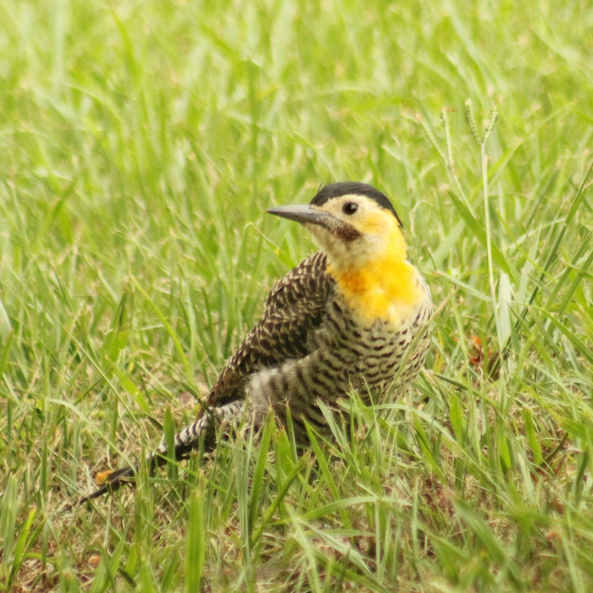 Campo Flicker (Field) - ML615647092