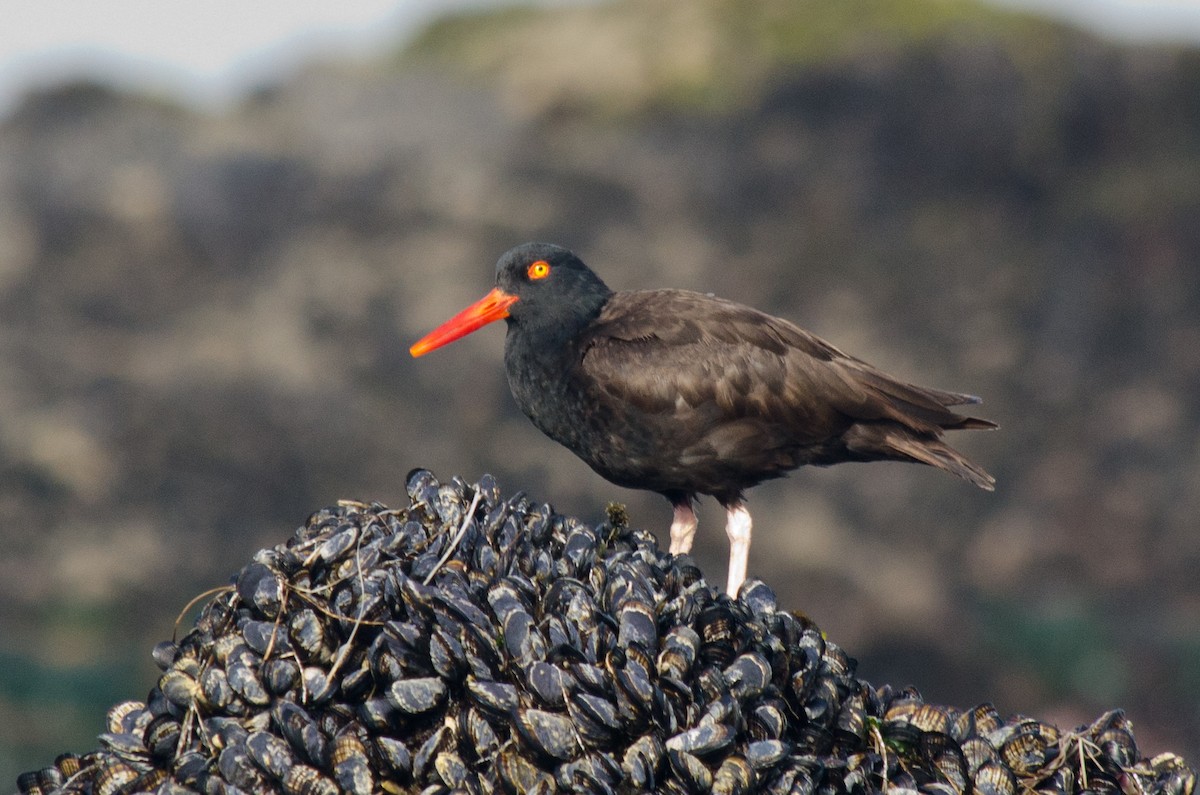 Black Oystercatcher - ML615647114