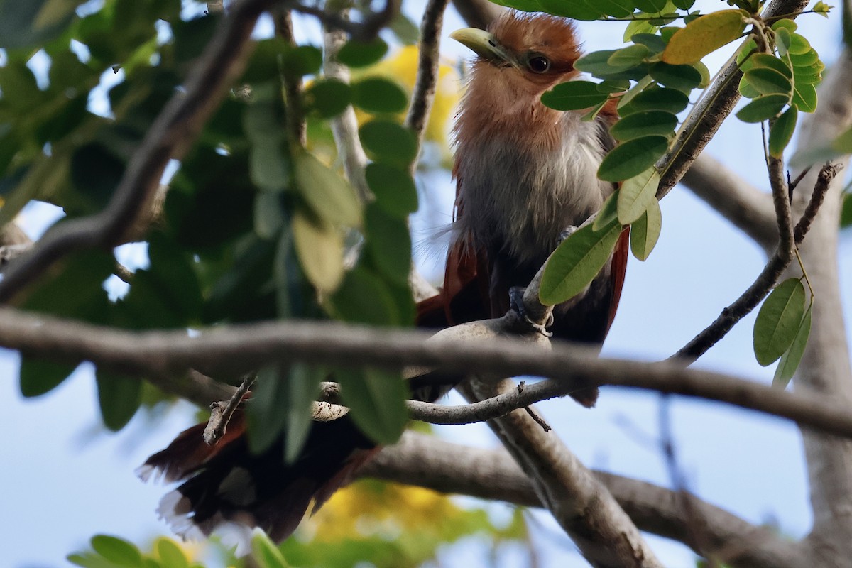 Squirrel Cuckoo - ML615647125