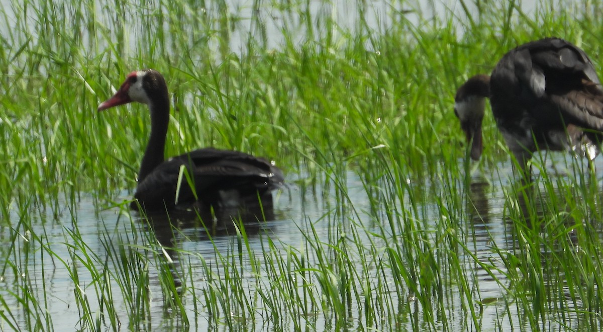 Spur-winged Goose - ML615647143