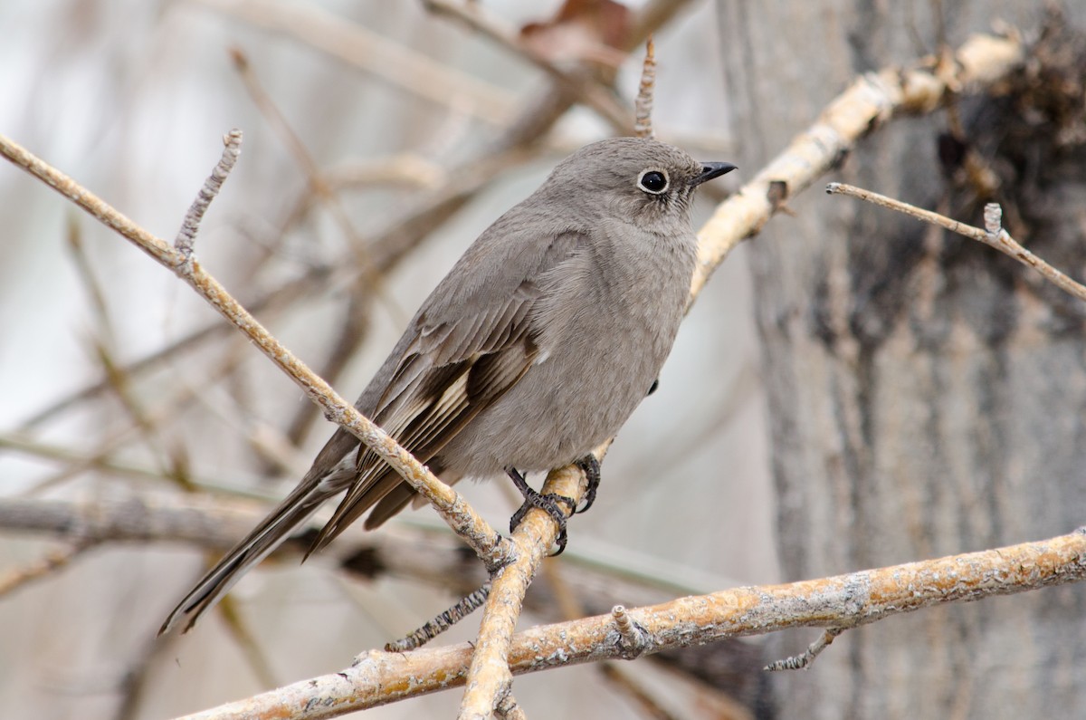 Townsend's Solitaire - Frank Fogarty