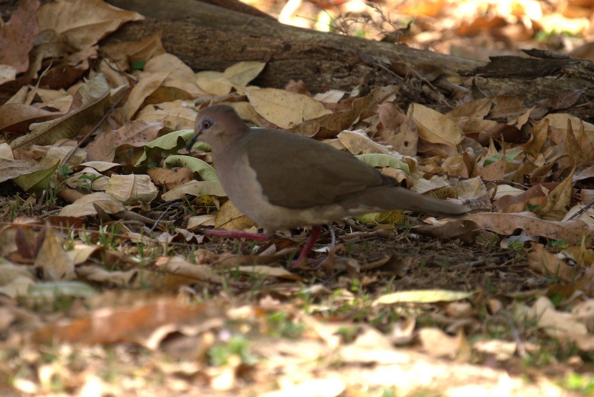 White-tipped Dove - ML615647196