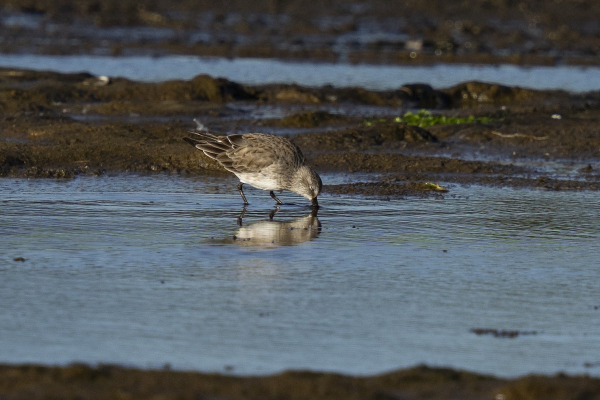 Weißbürzel-Strandläufer - ML615647243