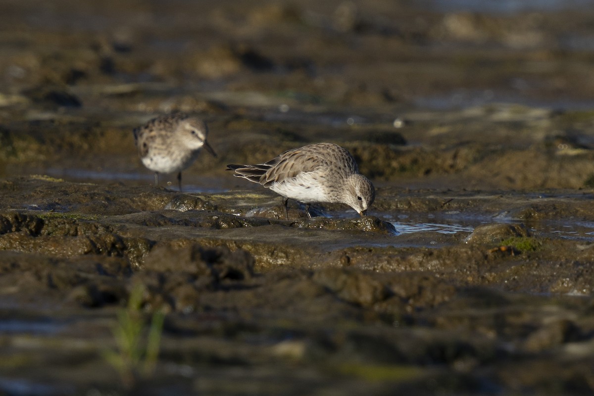 Weißbürzel-Strandläufer - ML615647260