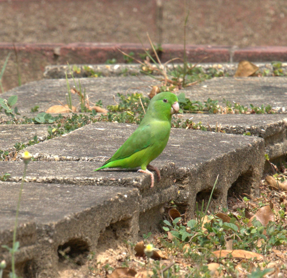 Зелёный воробьиный попугайчик - ML615647279