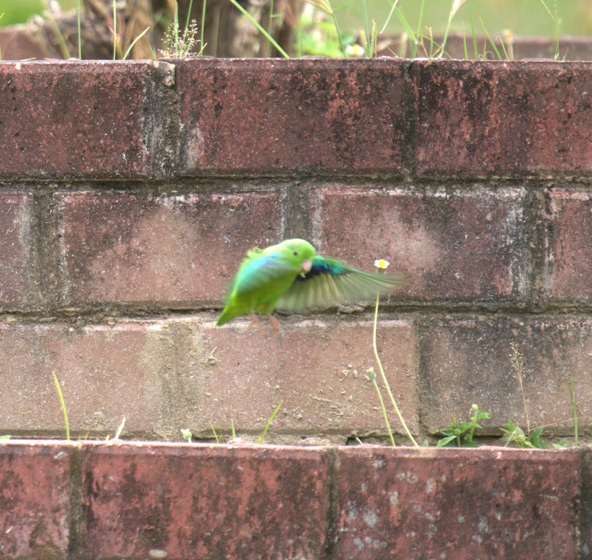Зелёный воробьиный попугайчик - ML615647281