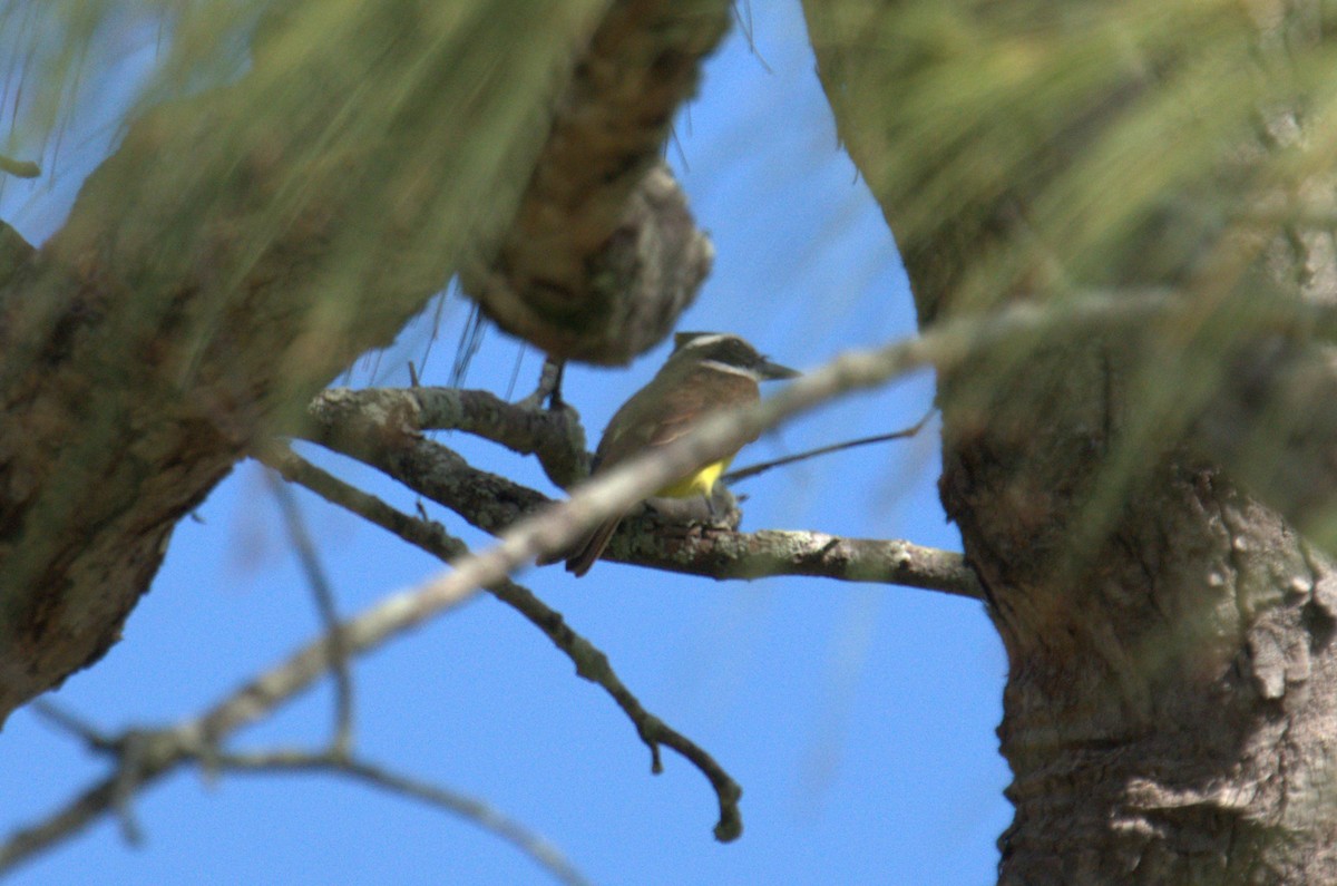 Great Kiskadee - ML615647316