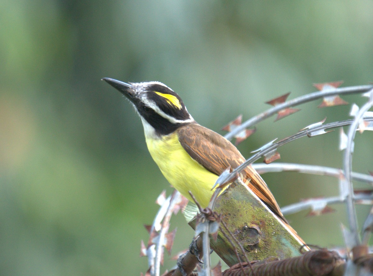 Great Kiskadee - ML615647318