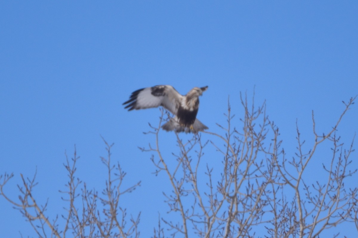 Rough-legged Hawk - D & I Fennell