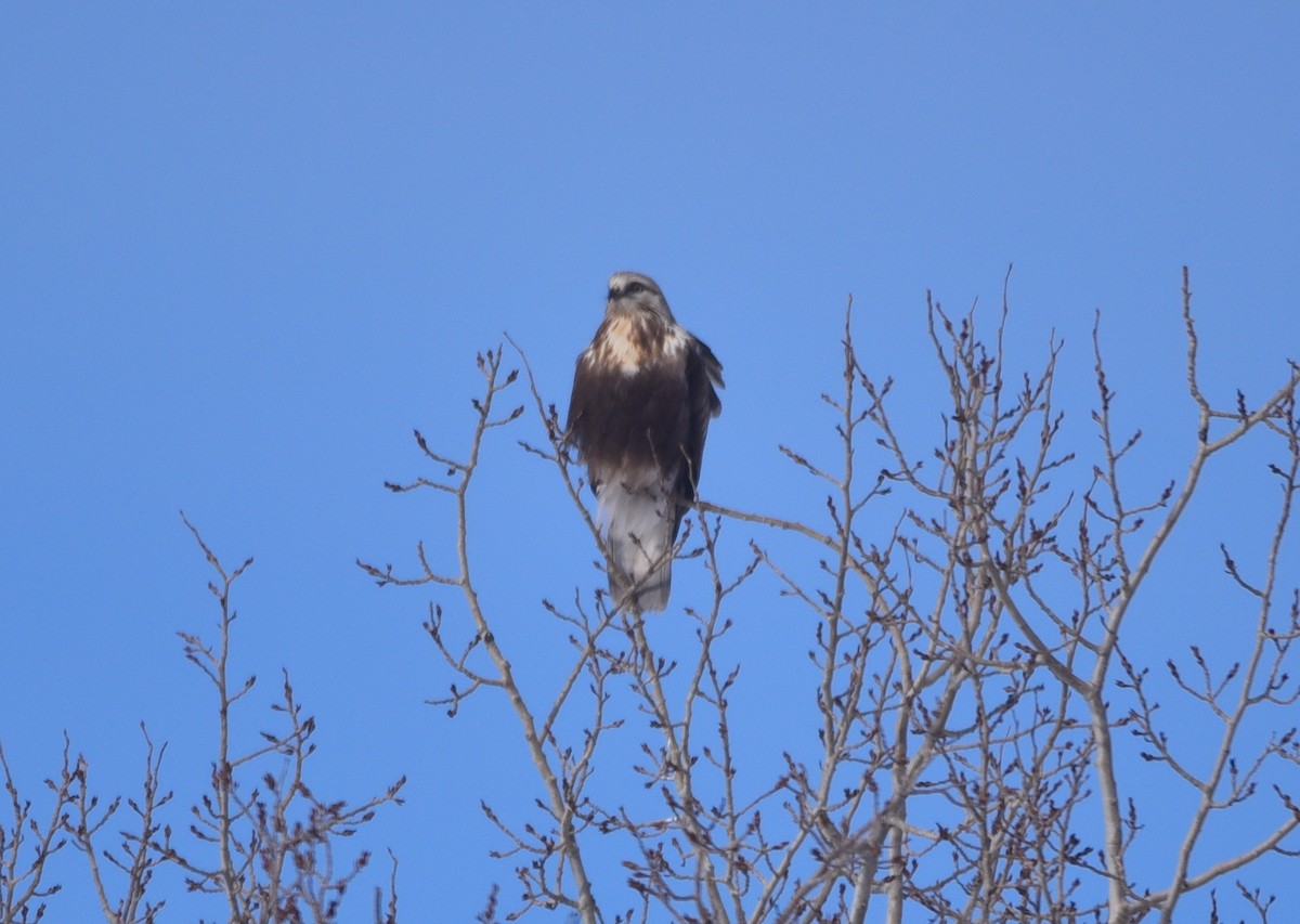 Rough-legged Hawk - D & I Fennell