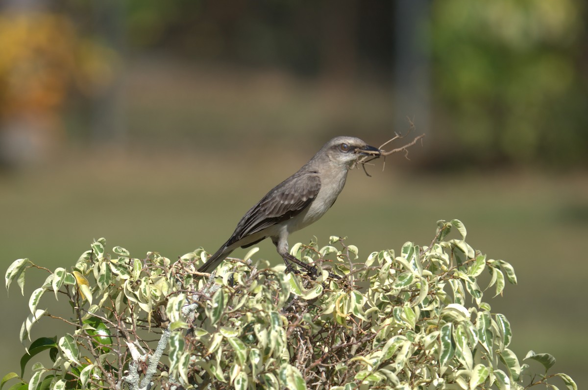 Tropical Mockingbird - ML615647346