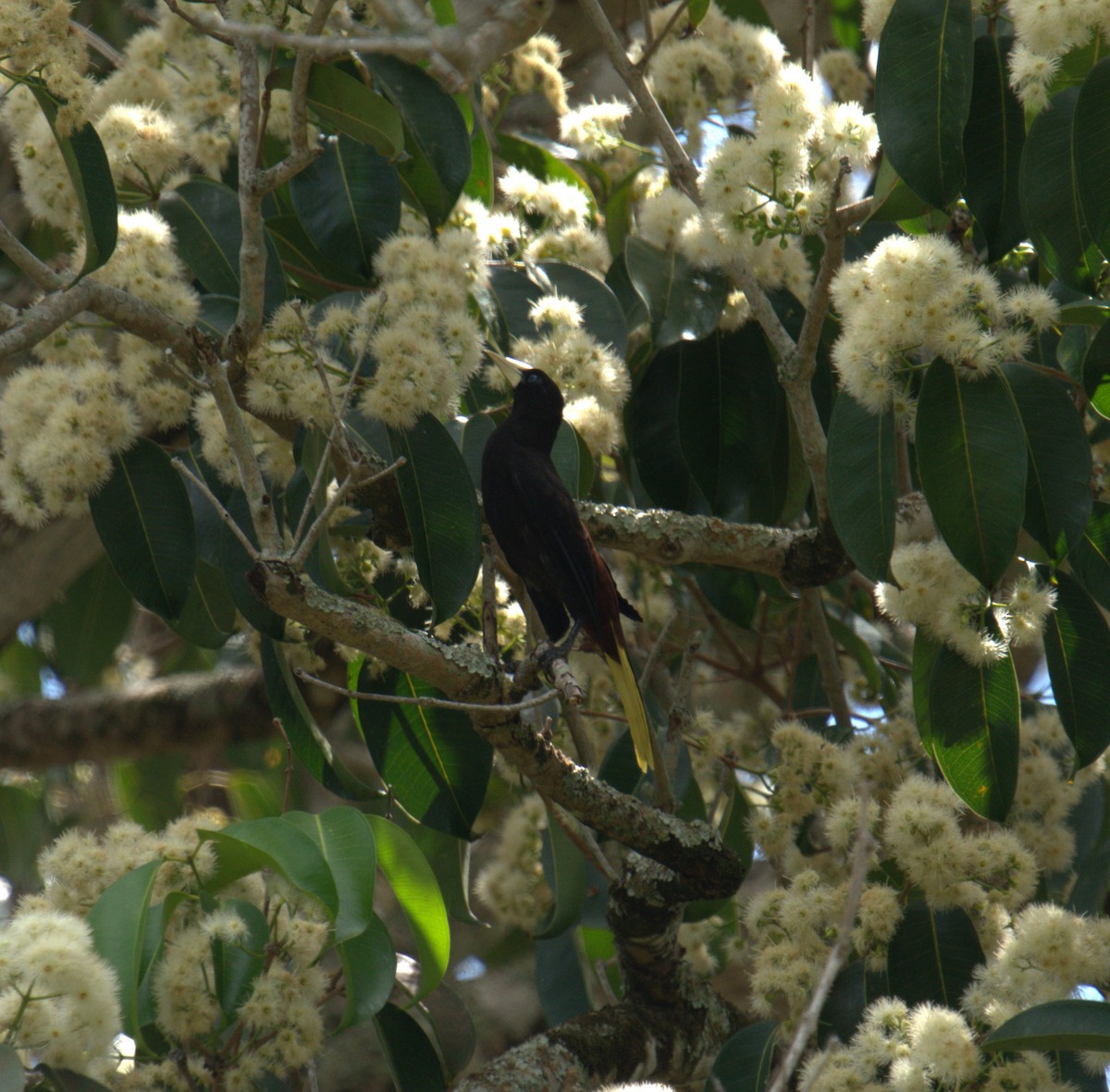 Crested Oropendola - ML615647368