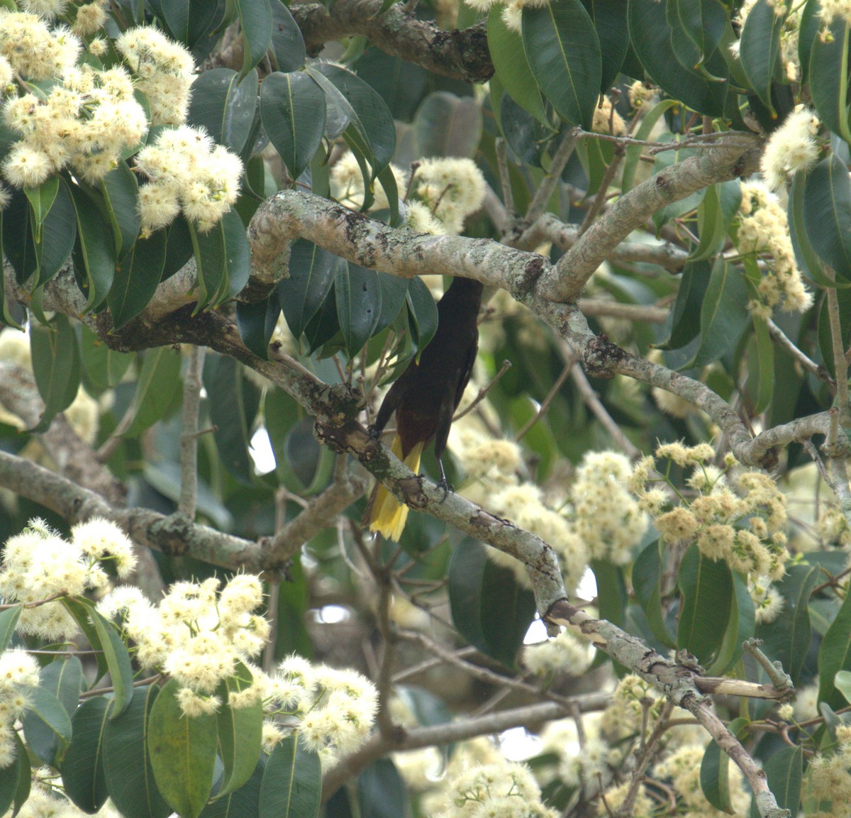 Crested Oropendola - ML615647370