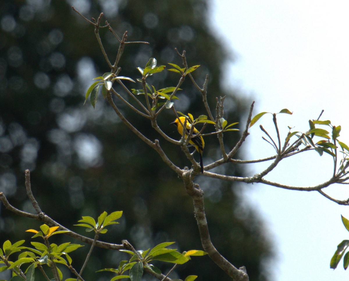 Yellow Oriole - ML615647390