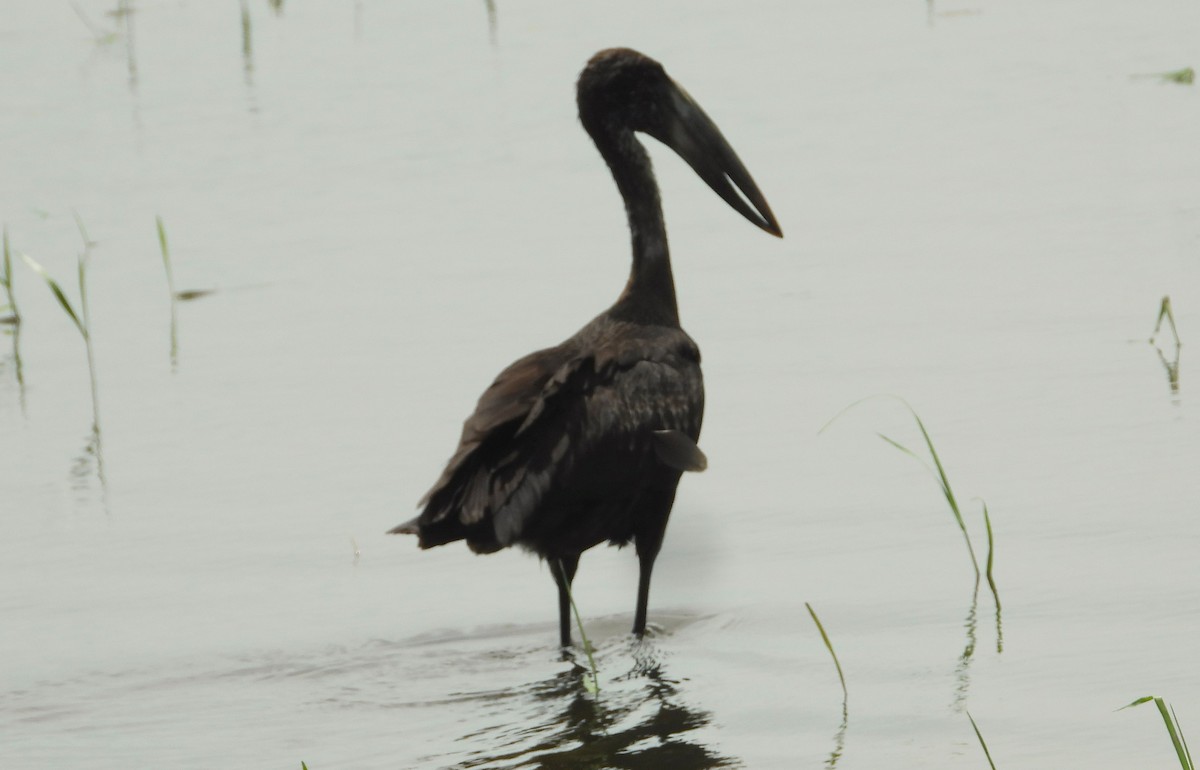 African Openbill - ML615647430