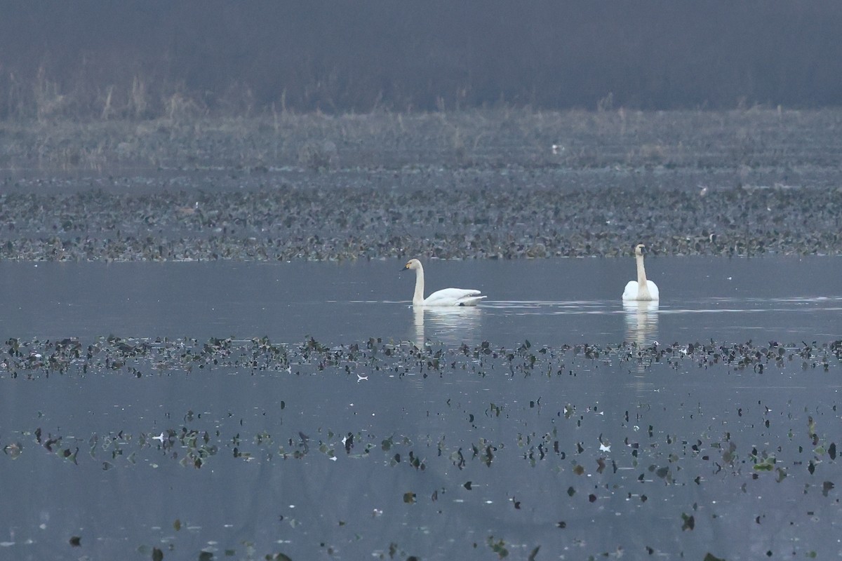 labuť malá (ssp. bewickii) - ML615647434