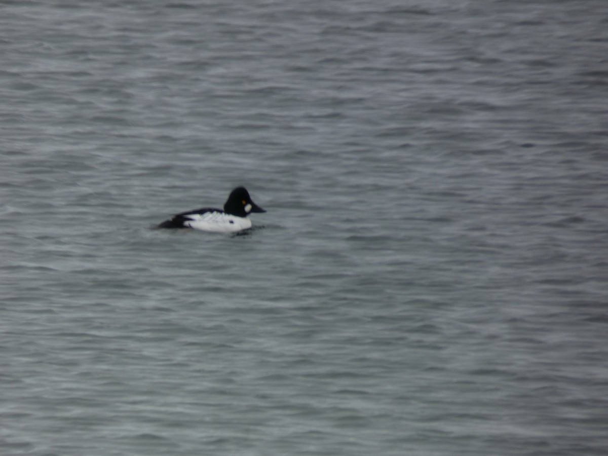 Common Goldeneye - ML615647455