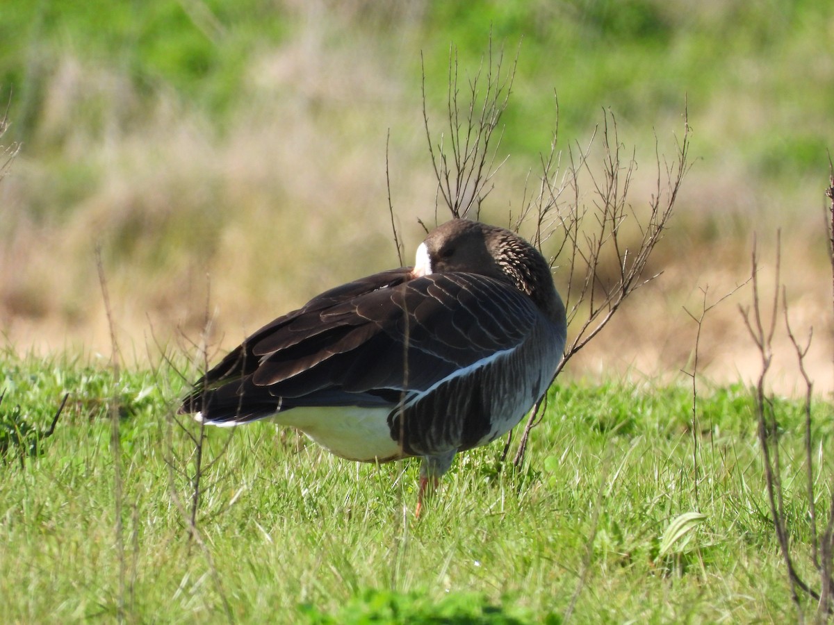 Greater White-fronted Goose - ML615647529