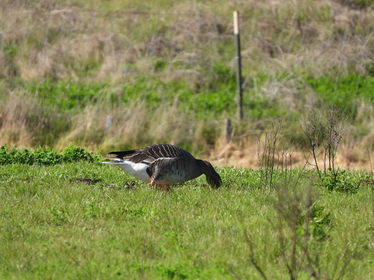 Greater White-fronted Goose - ML615647531