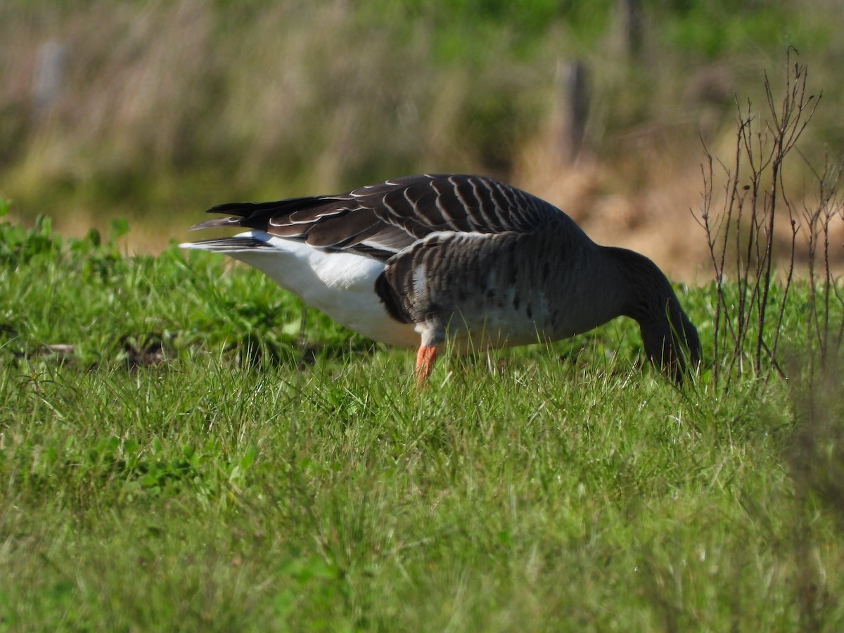 Greater White-fronted Goose - ML615647532