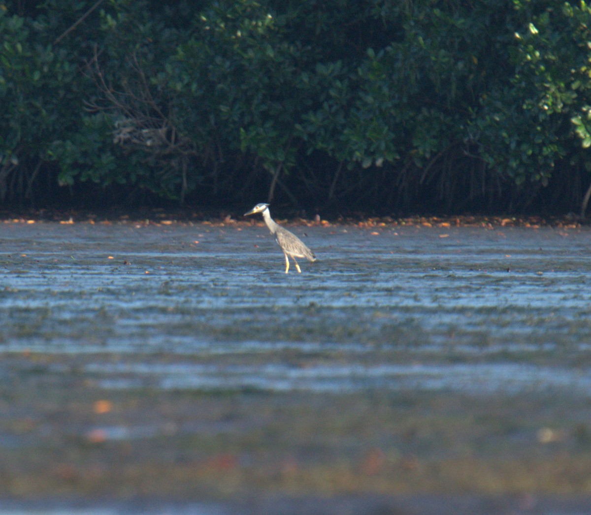 Yellow-crowned Night Heron - ML615647543