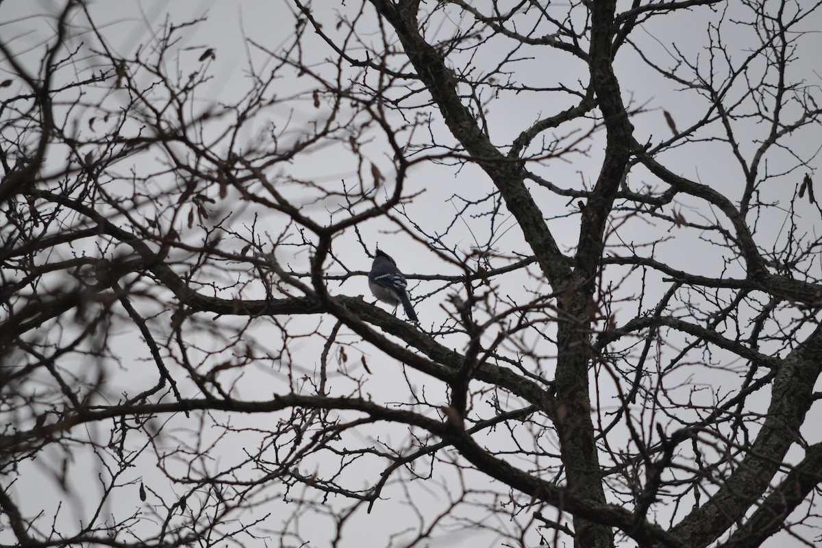 Blue Jay - ML615647596