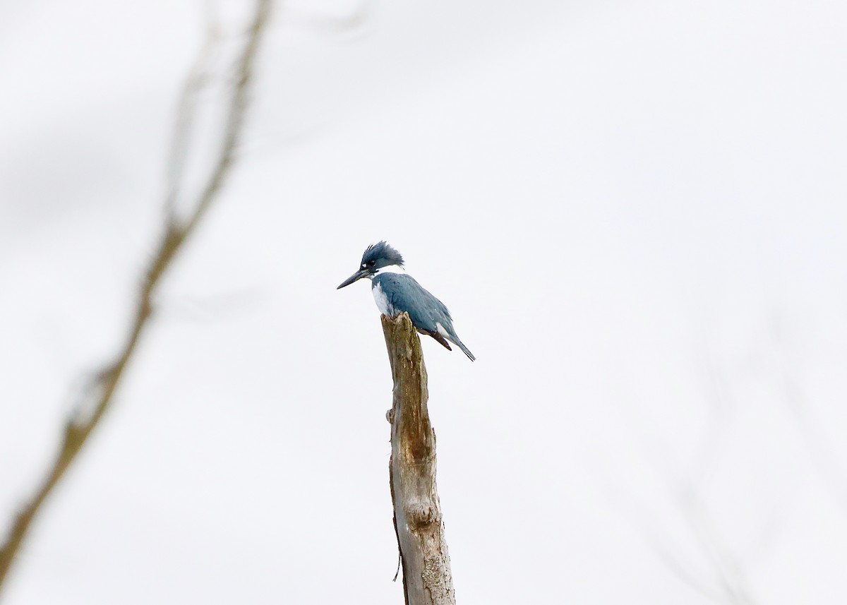 Belted Kingfisher - ML615647620