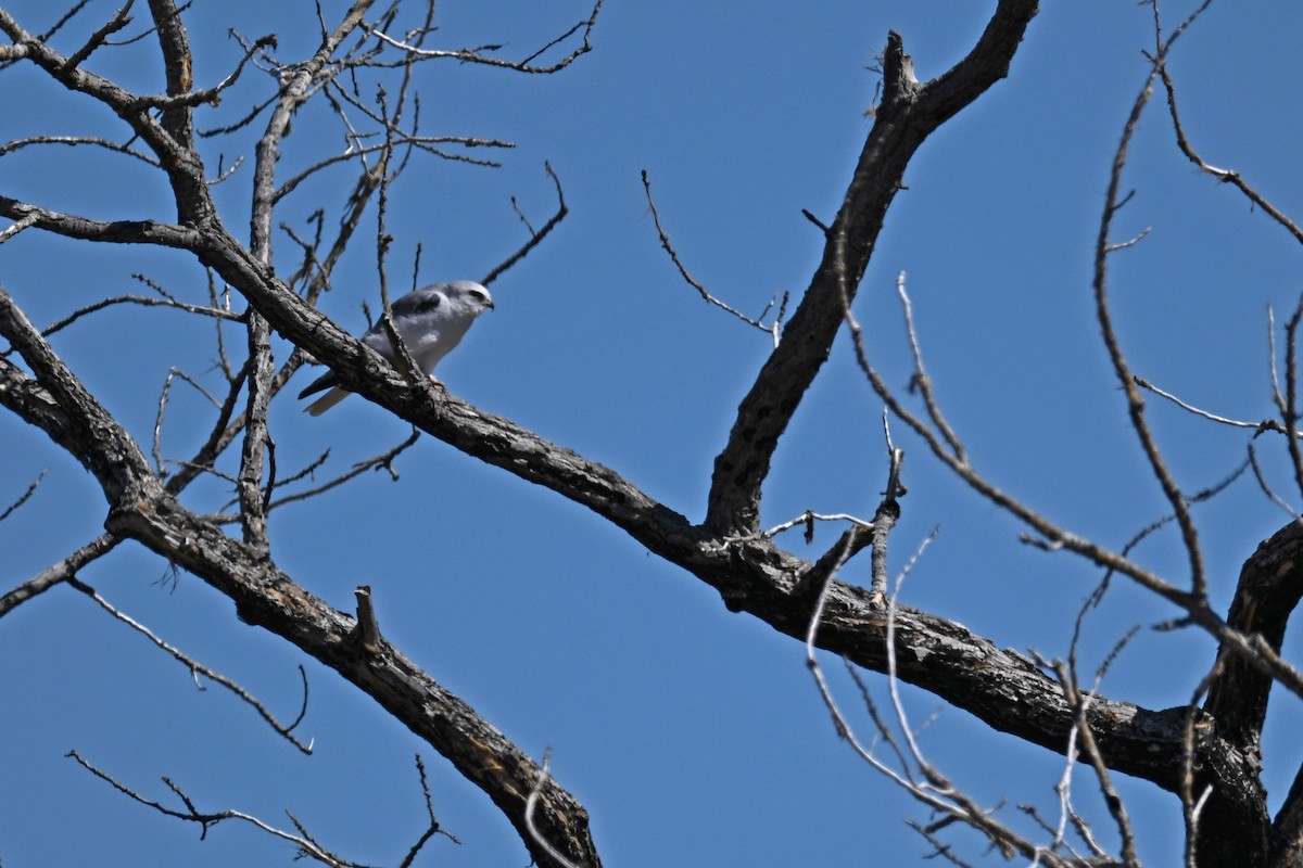 White-tailed Kite - Gary K Froehlich