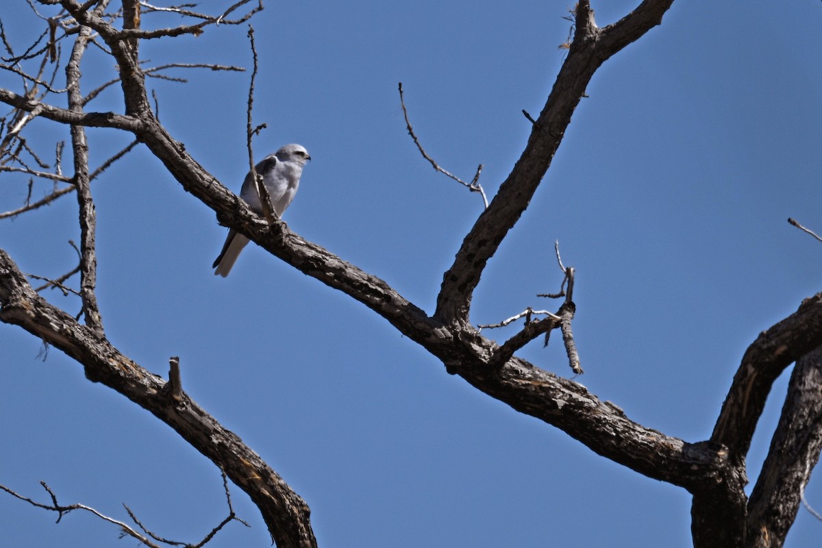 White-tailed Kite - ML615647730