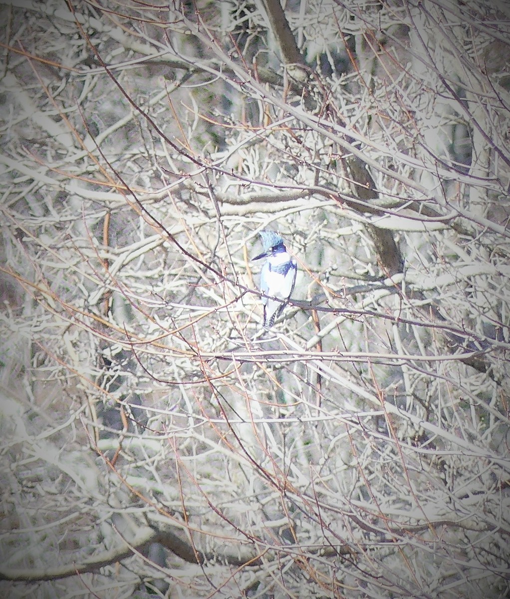 Belted Kingfisher - ML615647742