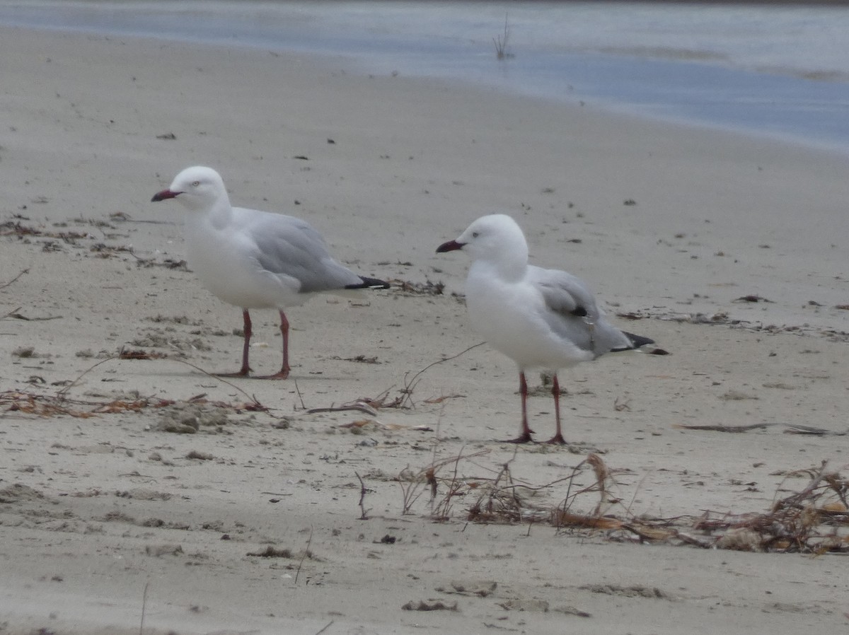 Silver Gull - ML615647744