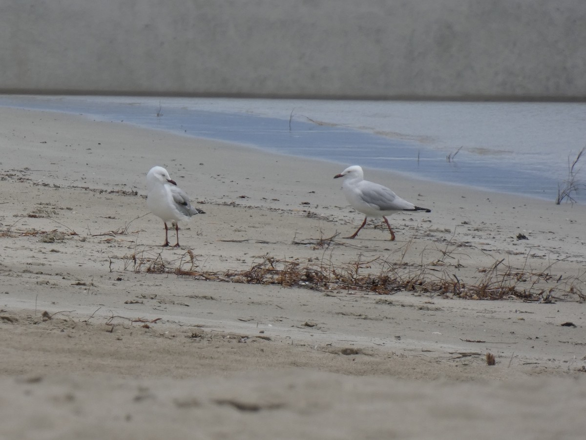 Silver Gull - ML615647745