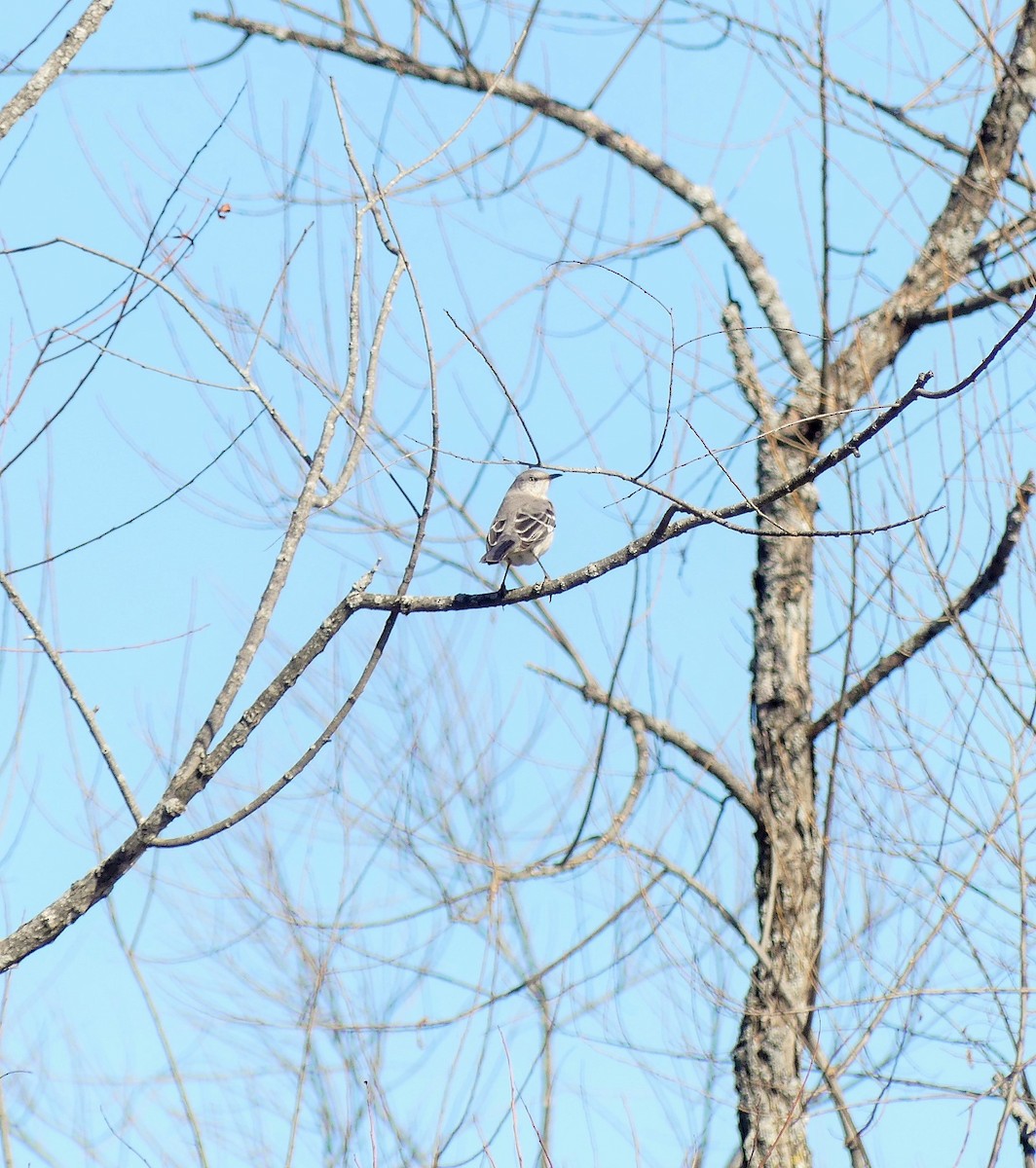 Northern Mockingbird - ML615647756