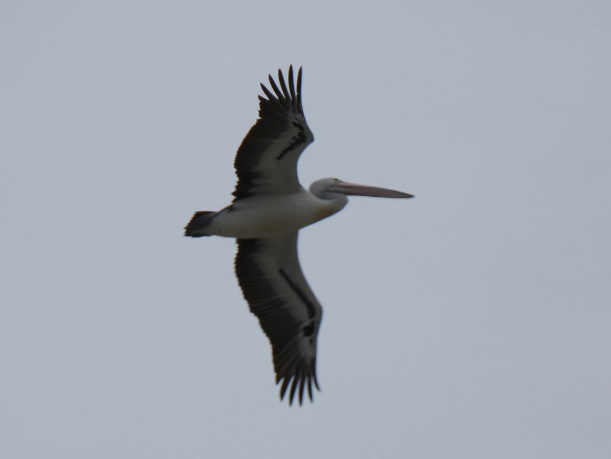 Australian Pelican - ML615647775