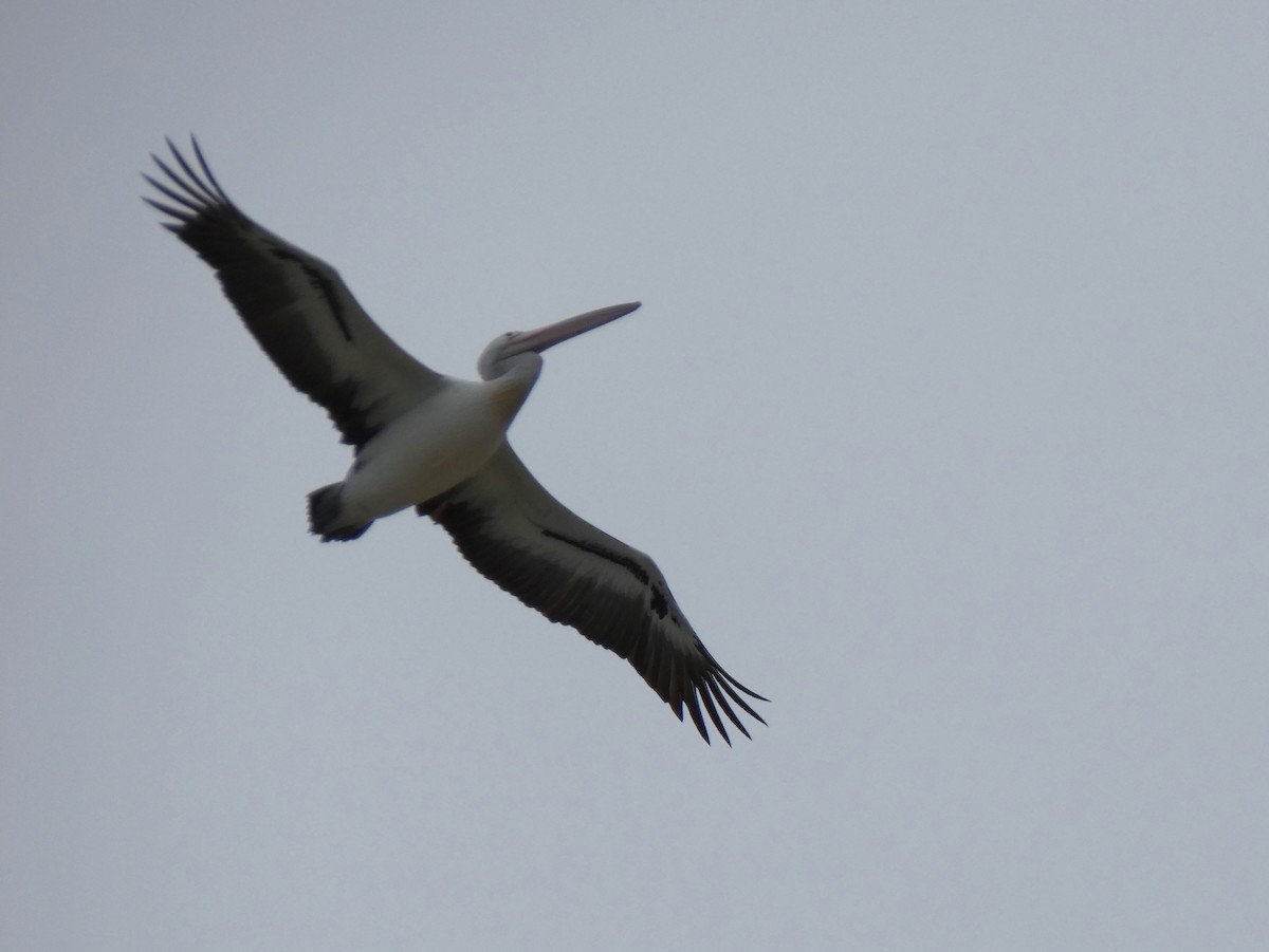 Australian Pelican - ML615647776