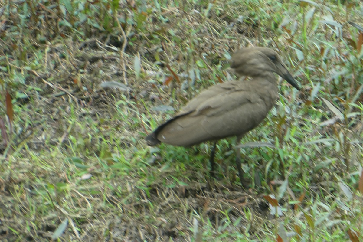 Hamerkop - ML615647778