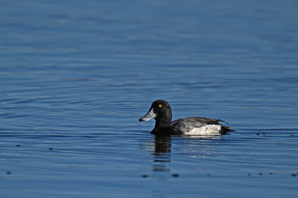 Lesser Scaup - ML615647790