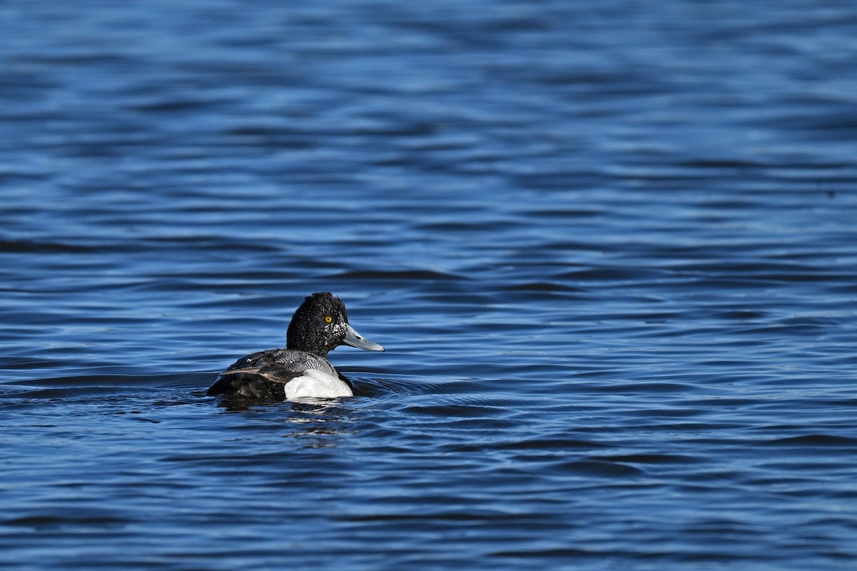 Lesser Scaup - ML615647792