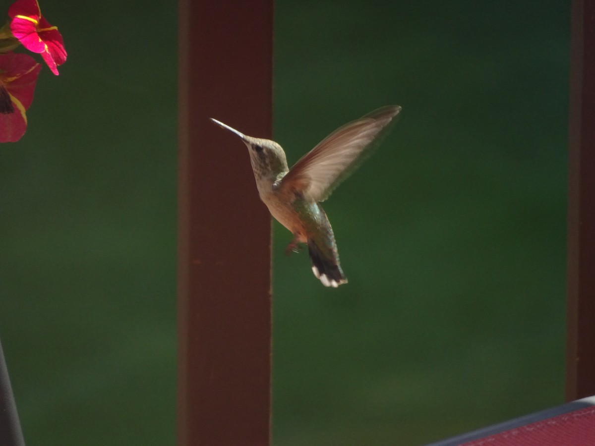 Rufous Hummingbird - ML615647802