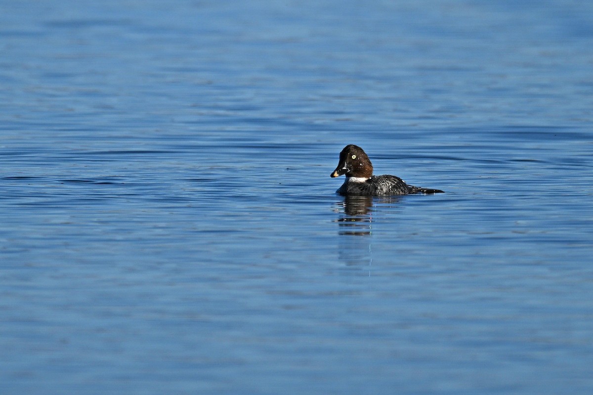 Common Goldeneye - ML615647817