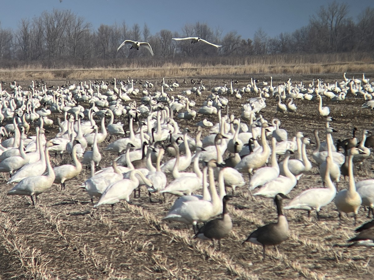 Tundra Swan - ML615647836