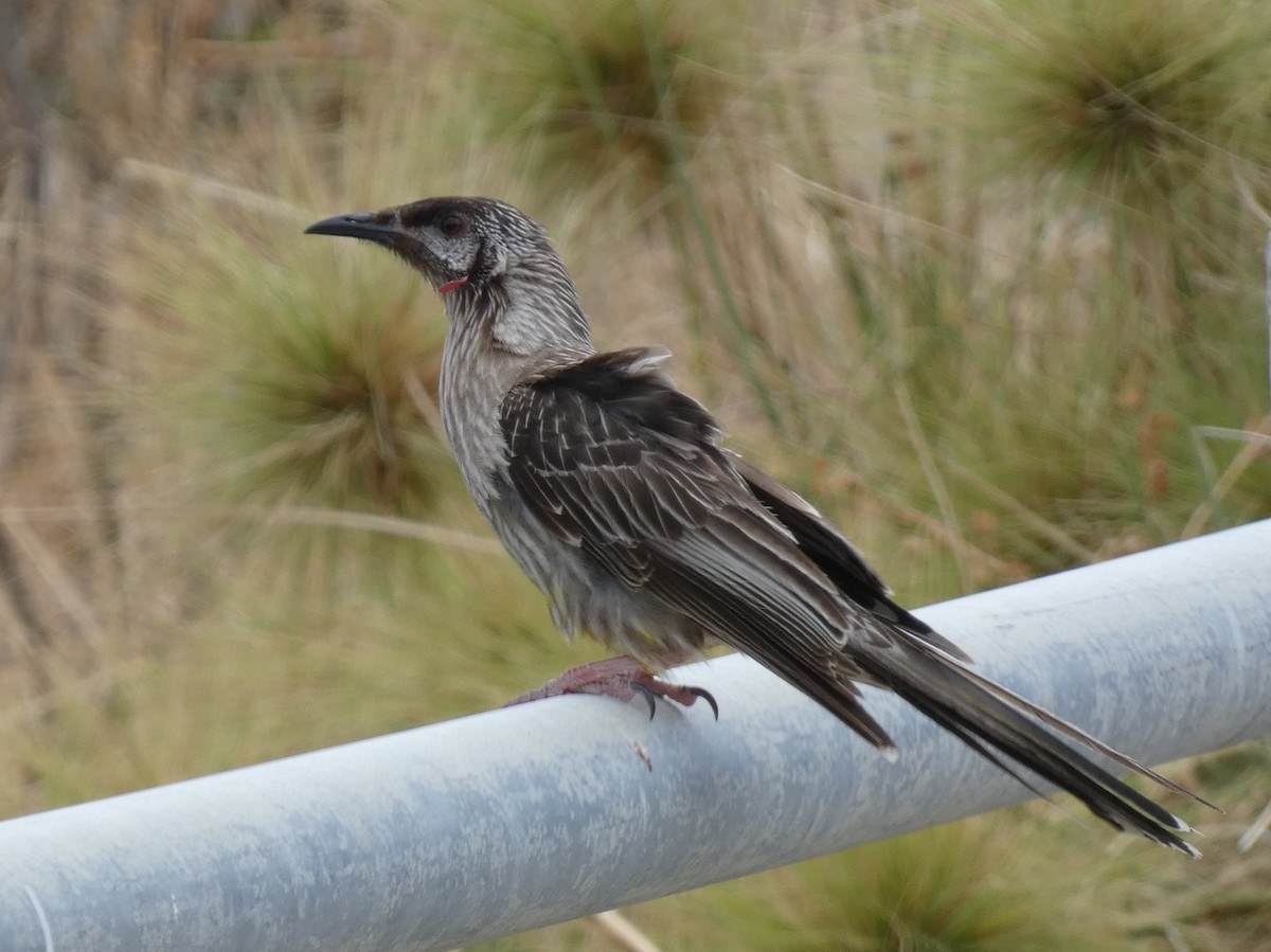 Red Wattlebird - ML615647847