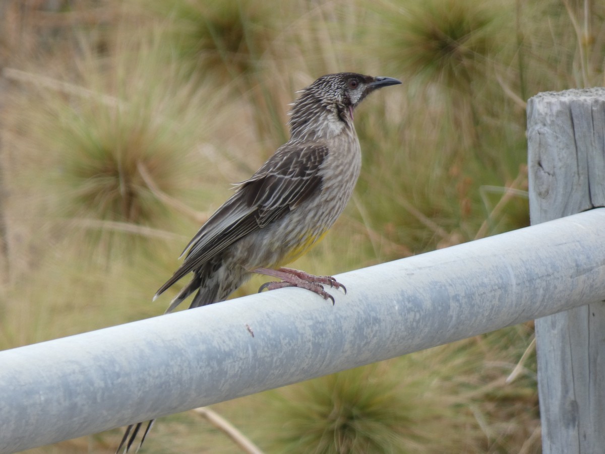 Red Wattlebird - ML615647860