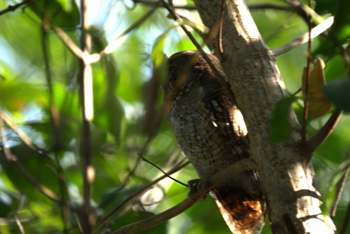 Tropical Screech-Owl - ML615647876