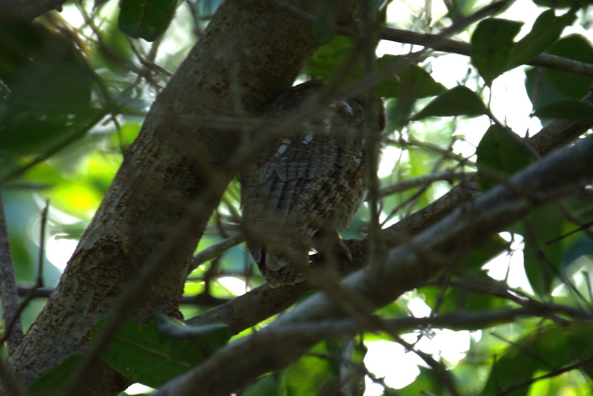 Tropical Screech-Owl - ML615647877