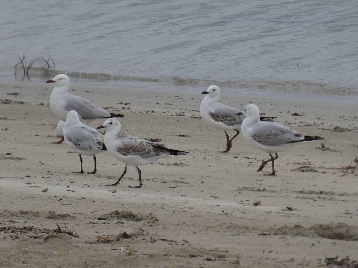 Silver Gull - ML615647885