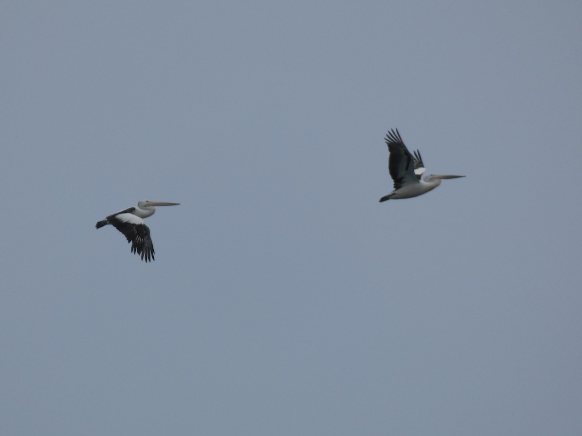 Australian Pelican - ML615647894