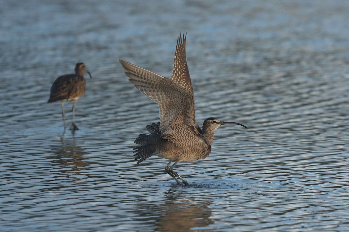 Regenbrachvogel - ML615647932