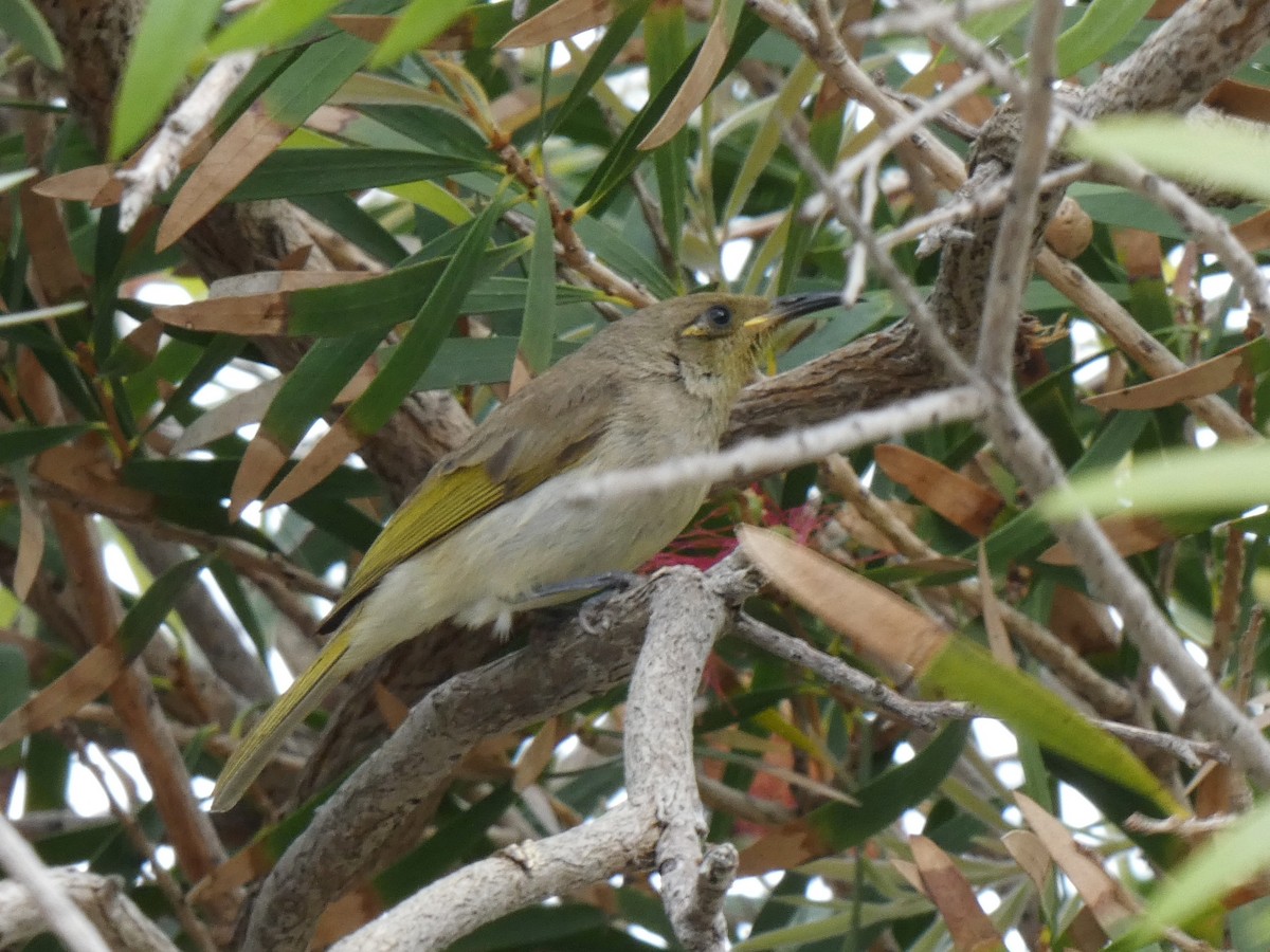 Brown Honeyeater - ML615647939